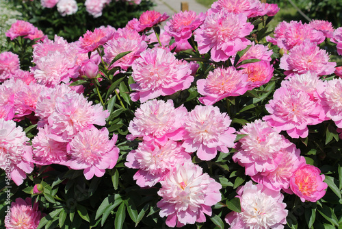 Pink double flowers of Paeonia lactiflora  cultivar Coral Pink . Flowering peony in garden