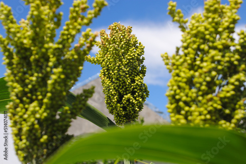 white sorghum or jowar grain growing on tree with clear blue sky background in the morning in the fields