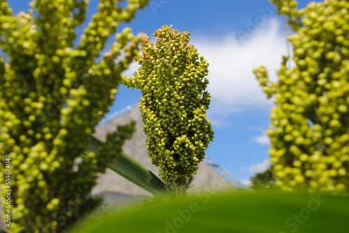 white sorghum or jowar grain growing on tree with clear blue sky background in the morning in the fields photo