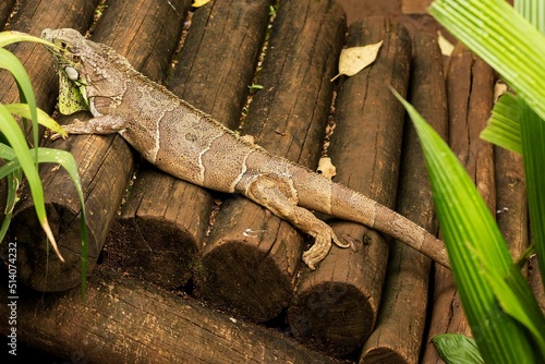 Iguana é um gênero de réptil da família Iguanidae. As espécies deste gênero ocorrem em regiões tropicais da América Central, América do Sul e Caribe. photo