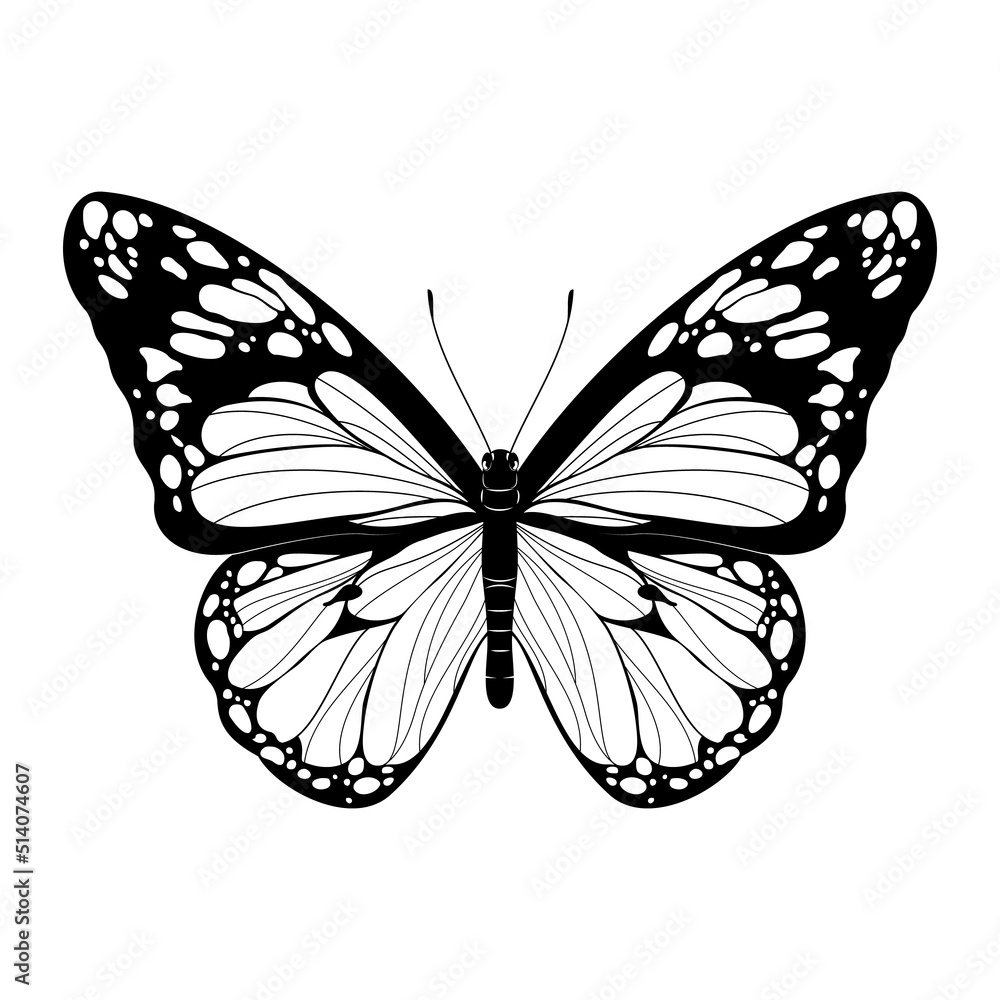 Fototapeta premium Beautiful Butterfly - Black and White Butterfly vector illustration - Realistic hand drawn Butterfly
