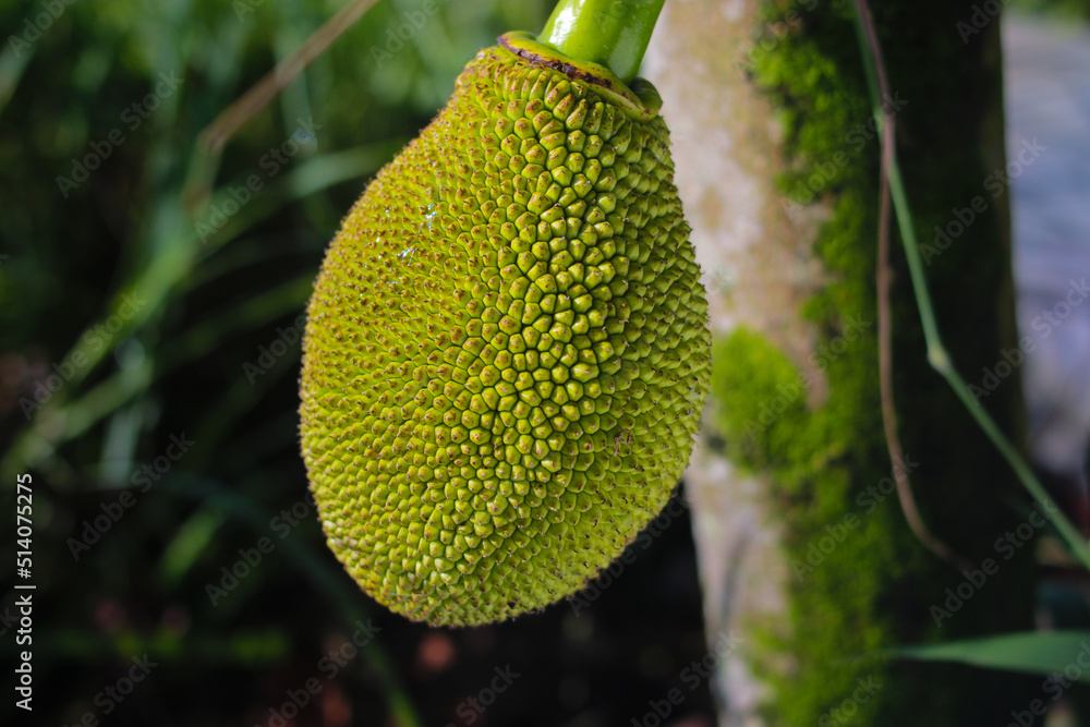 Close-up view of young jackfruit growing on tree in the jackfruit orchard Close-up view of young jackfruit growing on tree in the jackfruit orchard