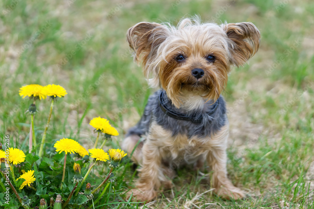 Yorkshire Terrier puppy sitting on the grass close to flowers. Funny small York puppy on golden hour time photography. close up Yorkshire Terrier puppy sitting on the grass close to flowers. Funny small York puppy on golden hour time photography. close up