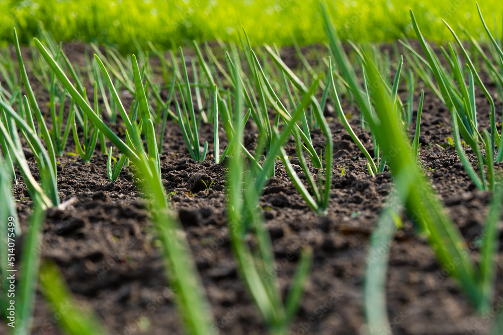 Onion plantation in the garden. Selective focus Onion plantation in the garden. Selective focus