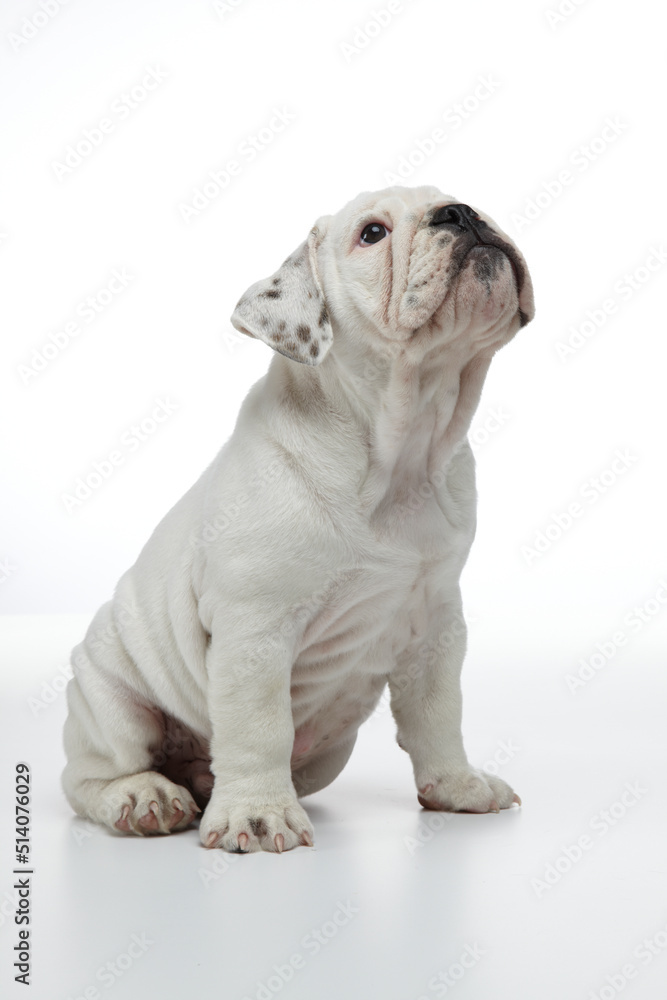 English Bulldog Puppy photographed on a white back drop