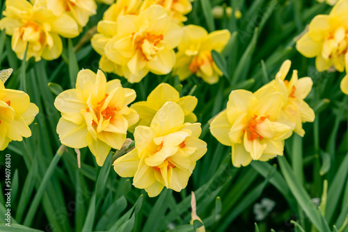 Fototapeta Naklejka Na Ścianę i Meble -  Double Yellow and orange narcissus daffodil flowers growing in the spring garden