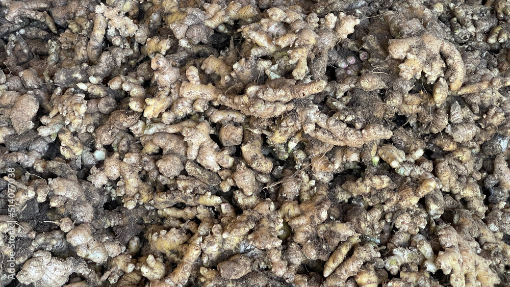 Freshly harvested ginger spice Freshly harvested ginger spice