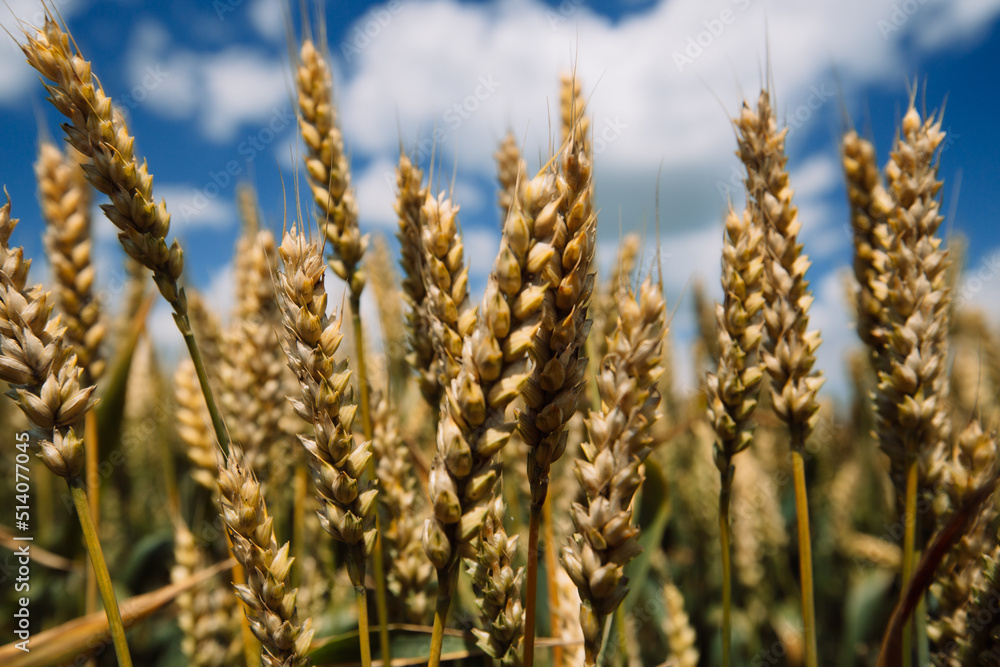 Fototapeta premium Close up of ripe wheat ears against beautiful sky with clouds.