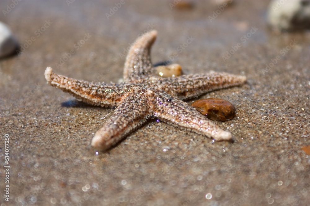 Starfish (species Asterias rubens) with shingle, view close-up on a coastal sea sand after the tide. The Bay of Biscay, Atlantic coast of France. Starfish (species Asterias rubens) with shingle, view close-up on a coastal sea sand after the tide. The Bay of Biscay, Atlantic coast of France.