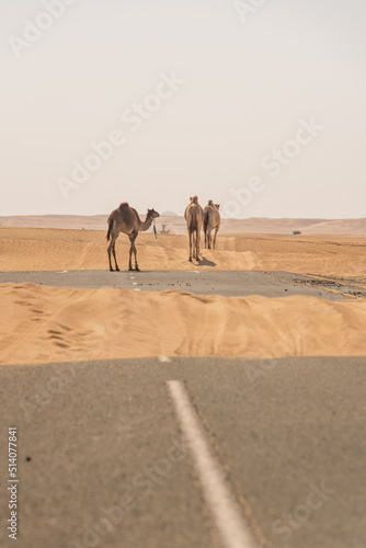 View of camel on the desert in United Arab Emirates