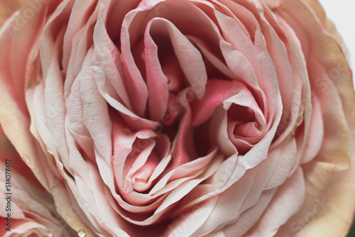 Bud of pink peony rose close-up  macro photo
