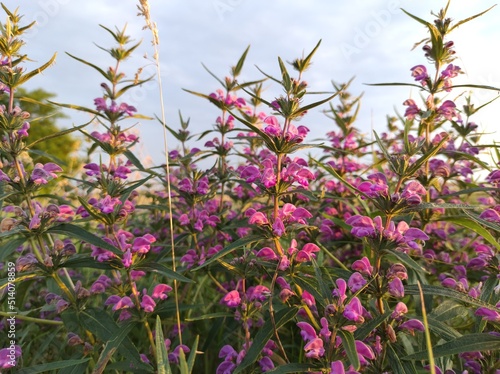 flowers in the field