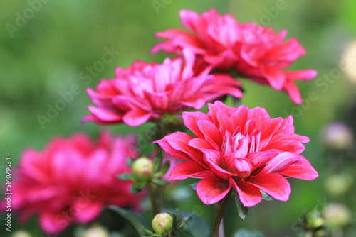 beautiful view of blooming Dahlia flowers,close-up of red Dahlia flowers blooming in the garden 