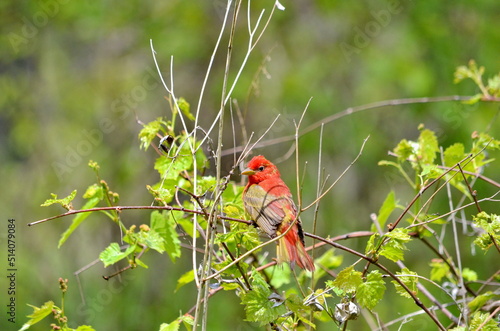 Summer Tanager perching on a tree branch in Toronto, Ontario, Canada.