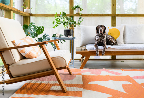a cute dog on a chair in a screened porch