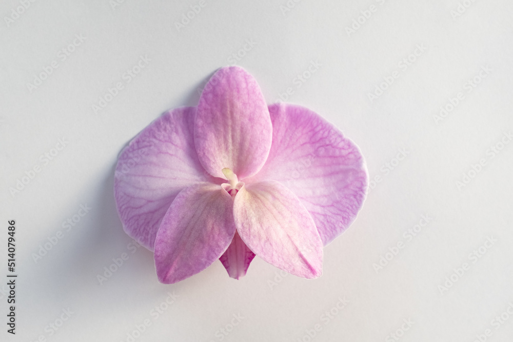 Obraz premium Backside orchid flower on light grey background, close-up. A single purple phalaenopsis for poster, calendar, post, screensaver, wallpaper, card, card, banner, cover, website, copy space for your