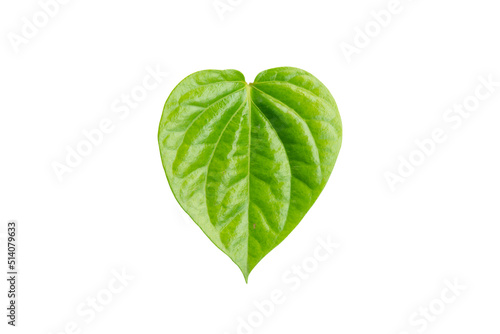 Betel leaf isolated on white background with clipping path.