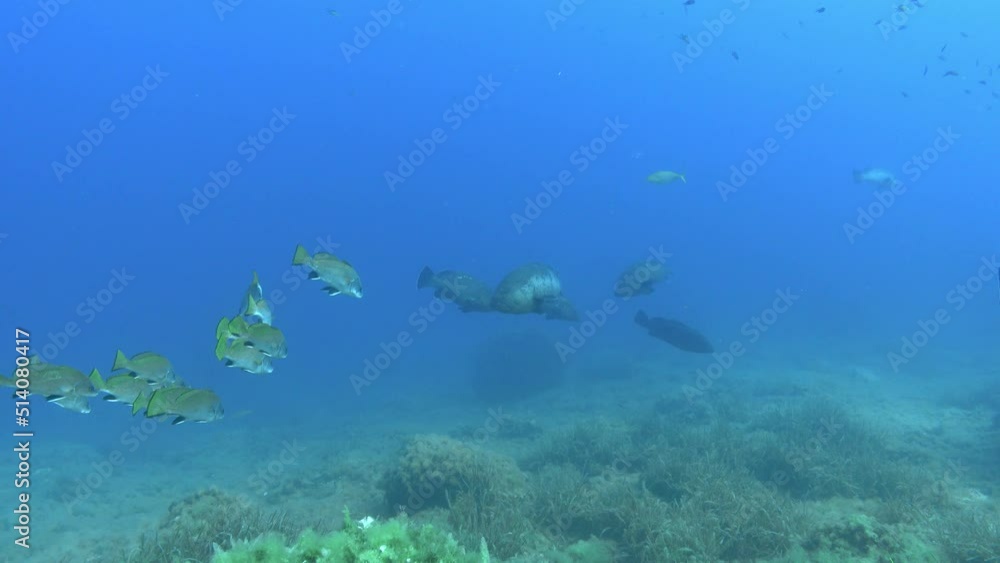 Brown meagre and grouper fishes underwater - Mediterranean sea life Brown meagre and grouper fishes underwater - Mediterranean sea life