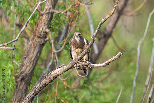 A Swainson's Hawk (Buteo Swainsoni) photographed in a natural habitat of mature trees and green fields in Colorado. photo