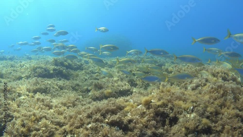 Wallpaper Mural Gold banded fishes school in a Mediterranean reef Torontodigital.ca