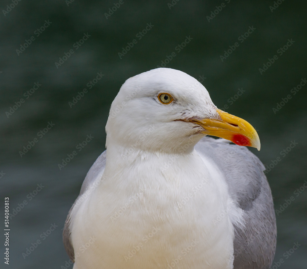 Herring Gull Larus argentatus in full adult plumage close up looking into camera. Herring Gull Larus argentatus in full adult plumage close up looking into camera.
