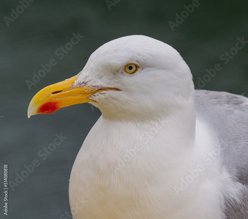 Herring Gull Larus argentatus in full adult plumage close up looking into camera. © aph