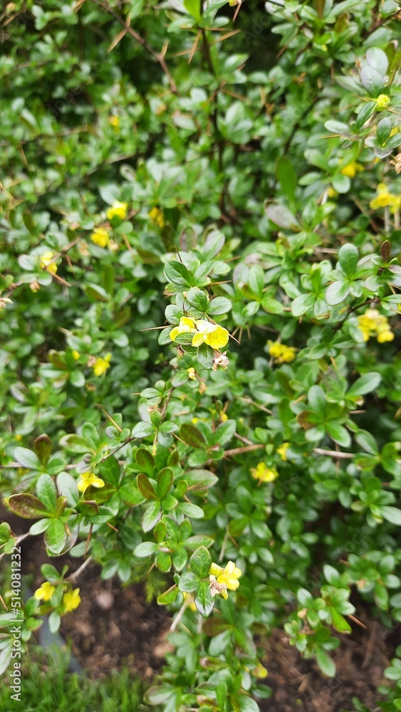 yellow flowers in the garden yellow flowers in the garden