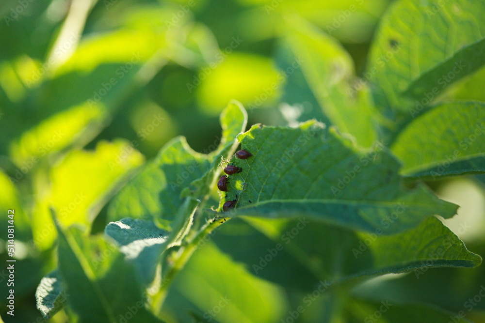 A colorado potato beetle on a potato plant in a backyard garden. A colorado potato beetle on a potato plant in a backyard garden.
