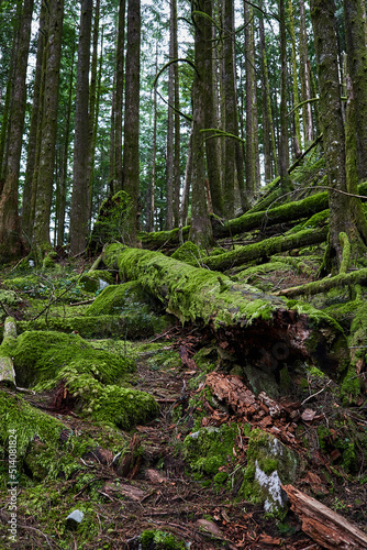 Golden Ears Provincial Park As one of the largest parks in the province, Golden Ears Provincial Park is prized for its recreational opportunities. The extensive system of trails within the park provid © Andrew