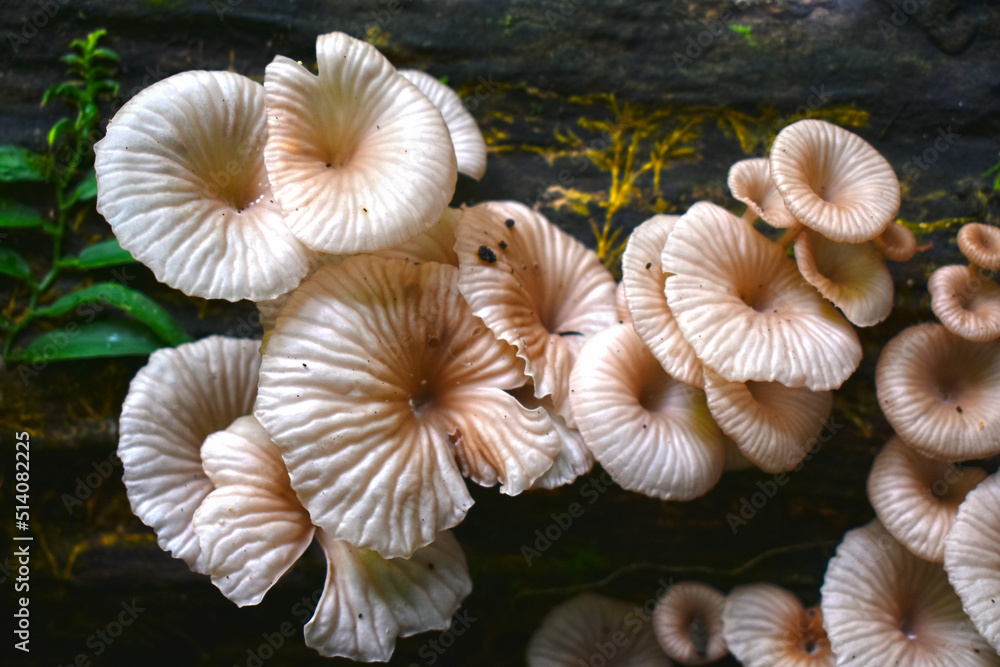 naturally occurring mushrooms