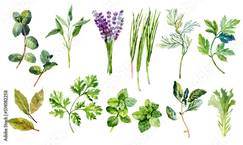 Watercolor herbs illustrations set. Cilantro, sage, chives, oregano, lettuce, lavender, parsley, dill, basil, mint, bay leaf. Green plant