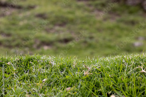HUANCAVELICA, PERU - JUNE 29, 2022: Approach of a vegetation in the foreground that describes a horizontal path. Defocused background of vegetation and land.