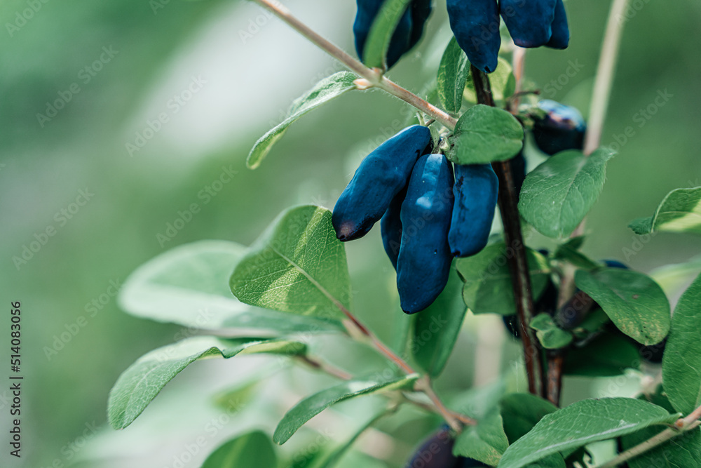 Ripe blue honeysuckle berries growing on the green branch, copy space Ripe blue honeysuckle berries growing on the green branch, copy space
