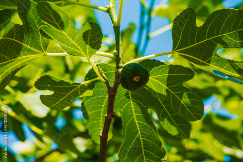 Green unripe figs fruits on the branch of a fig tree or sycamine with plant leaves in sunny summer day. photo
