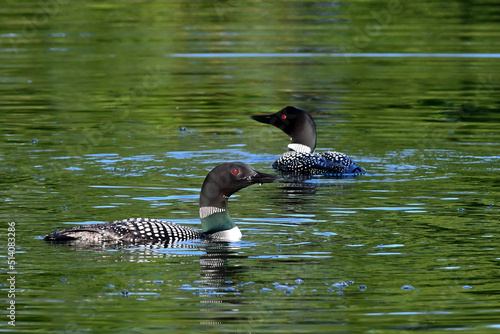A pair of common loons hunt together on Alaska's Reflection Lake.