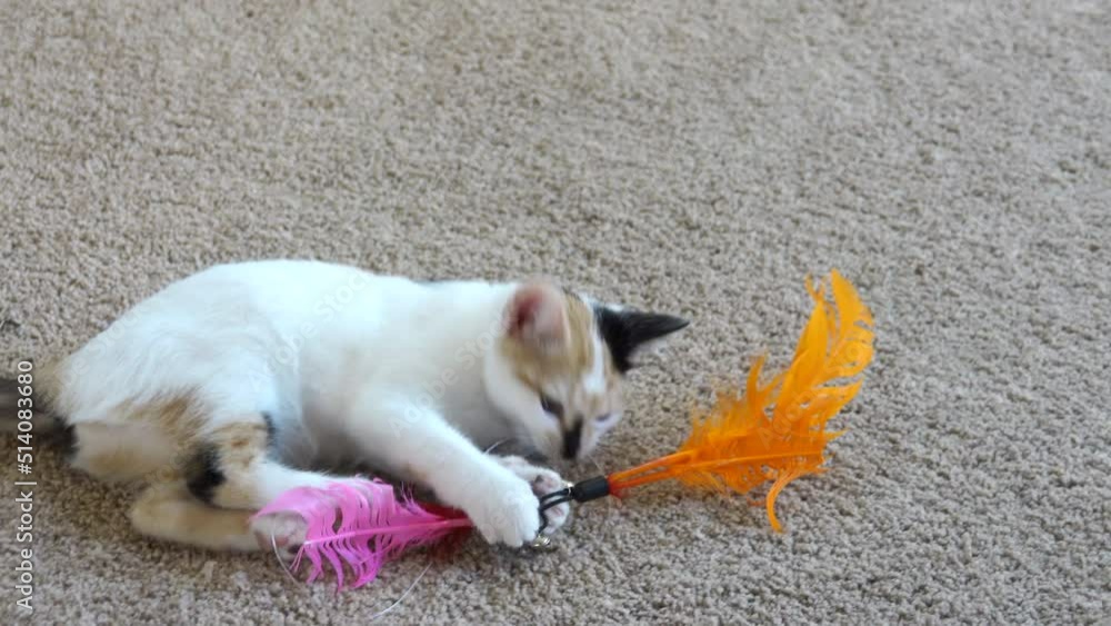 Little kitten playing with feather toy Little kitten playing with feather toy