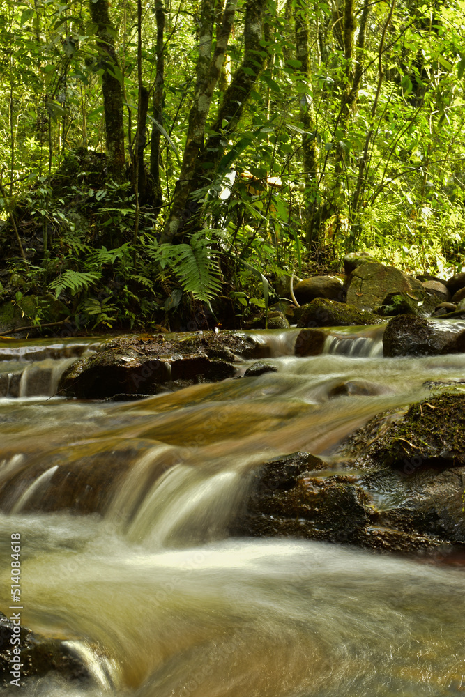 Naklejka premium river in the forest