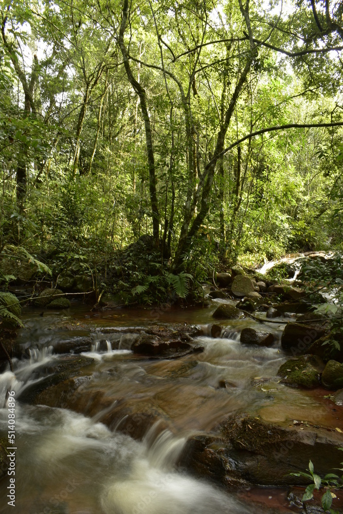 river in the forest river in the forest
