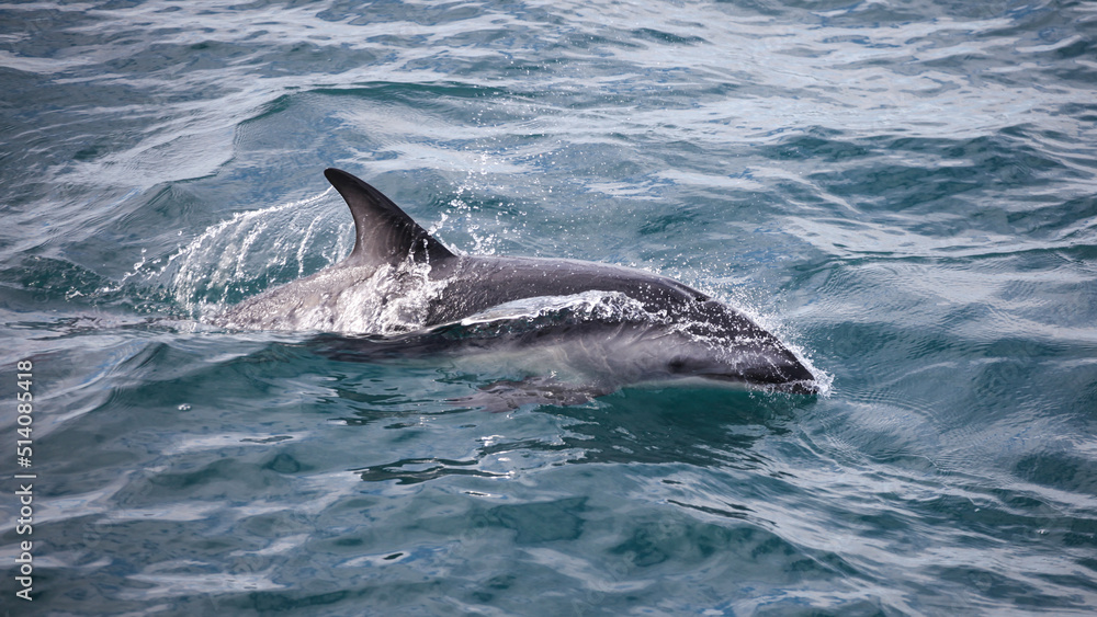 Fototapeta premium dusky dolphin