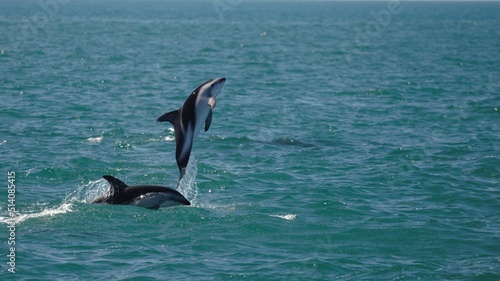 two dolphins jumping