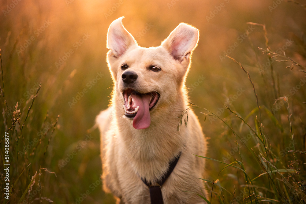 Portret szczęśliwego psa - obrazy, fototapety, plakaty 