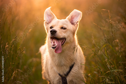 Portret szczęśliwego psa