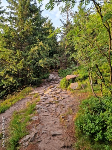 path in the forest