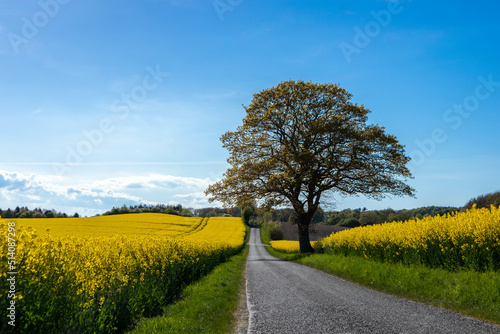 Yellow rapeseed field with a tree in the road