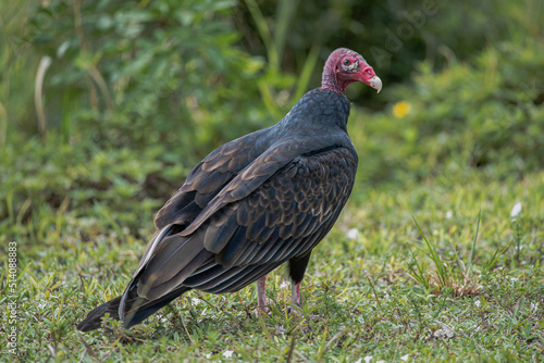 Turkey Vulture on the grass