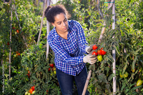 Focused Latina working on farm field on sunny autumn day, harvesting fresh tomatoes. Growing of industrial vegetable cultivars.. © JackF