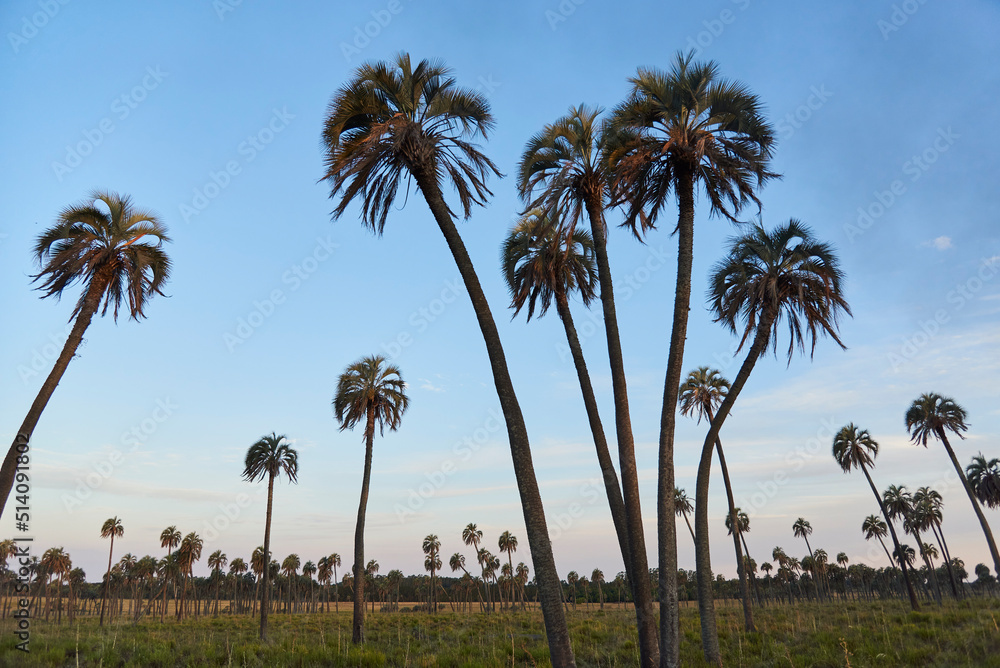 Butia yatay palm grove at sunset, rural landscape in Entre Rios, Argentina.