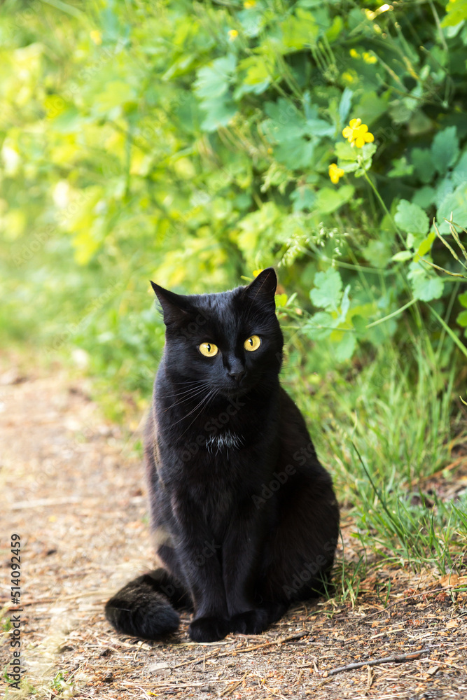 Beautiful bombay black cat portrait with yellow eyes and attentive look in green grass in spring summer nature in sunlight