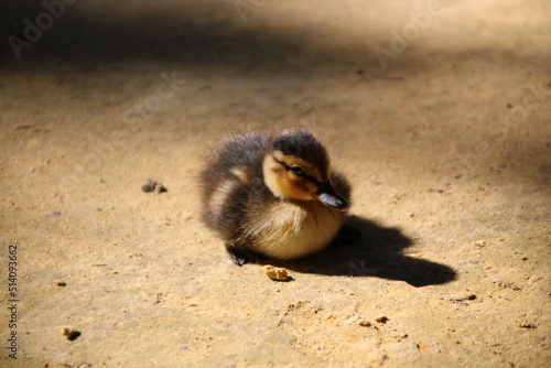 baby duck in the park