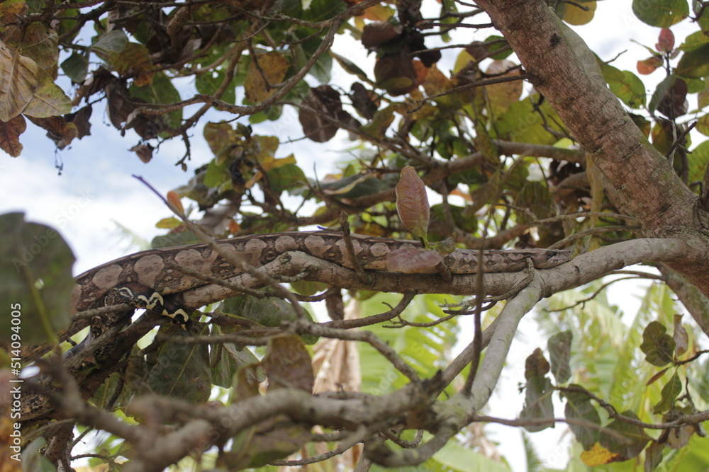Snake on tree, cobra sucuri na arvore, south America Pyton 2 Snake on tree, cobra sucuri na arvore, south America Pyton 2